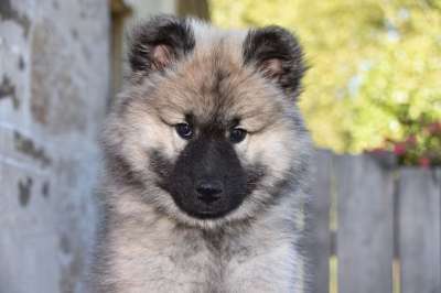 狗 小狗 青年 女性 Eurasier 伴侣 可爱 动物 枪口