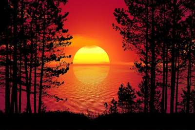 日落 树木 森林 景观 暮 晚上 夏天