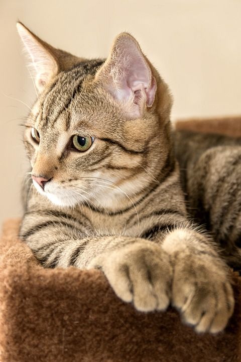 宿醉 鲭鱼 说谎 玩的小猫 家猫 家畜 可爱的 猫 猫宝宝