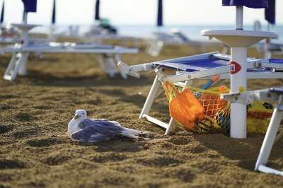 海鸥 鸟 动物世界 海滩 海岸 空 被遗弃 假期 夏季 海