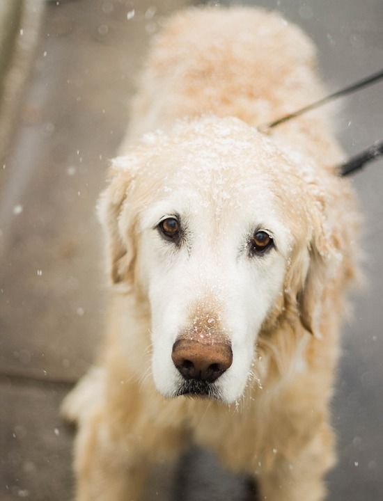 寒冷的 雪 冬天 动物 狗 宠物 棕色 金毛猎犬 雪花 褐色雪