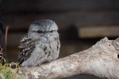 黄鱼 Frogmouth 小鸡 蛙嘴 鸟 澳大利亚人 野生动物 动物