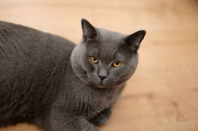 猫 英国短毛猫 灰猫 黄眼睛 动物 宠物