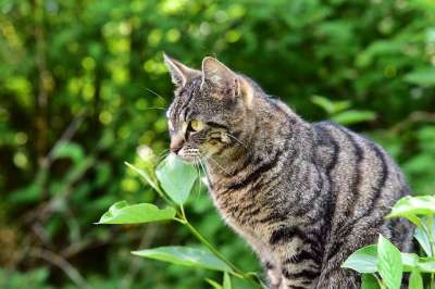 猫 细心 动物 家畜 家猫 可爱的 看法 鲭鱼 好奇的 毛皮