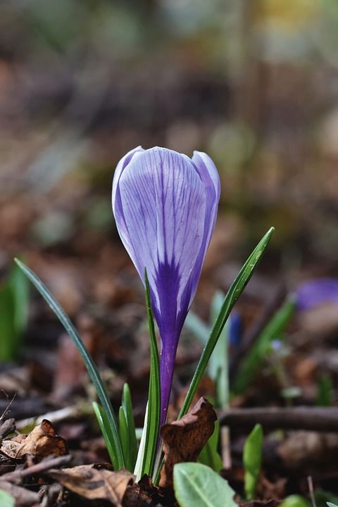 花 番红花 开花 植物学 花瓣 植物群 紫色 预示着春天 花园