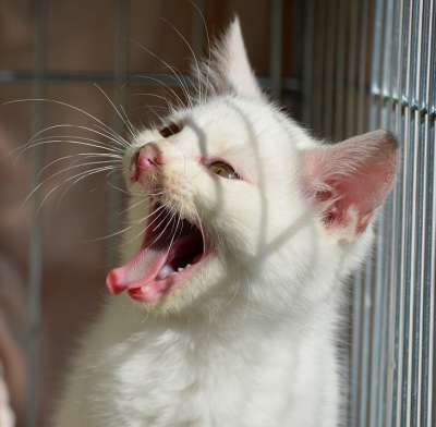 哭了 尖叫声 小猫 猫 动物福利