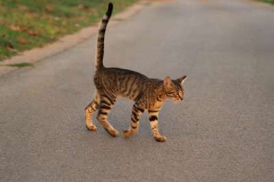猫 走 公园 小猫 户外 布朗走 棕色的公园