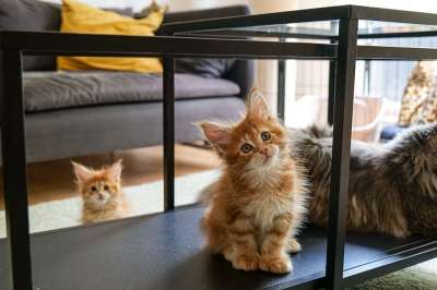 缅因库恩 猫 小猫 宠物 动物 猫科动物 纯种猫 毛茸茸的