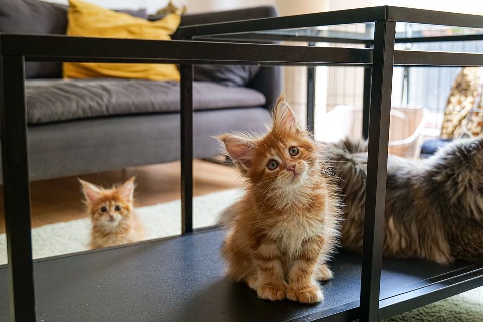 缅因库恩, 猫, 小猫, 宠物, 动物, 猫科动物, 纯种猫, 毛茸茸的