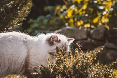 猫 国内的猫 国内动物 动物 户外 花园 猫科动物 宠物