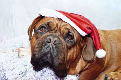 动物 波尔多 犬类 狗 Dogue De 波尔多 法语 圣诞节