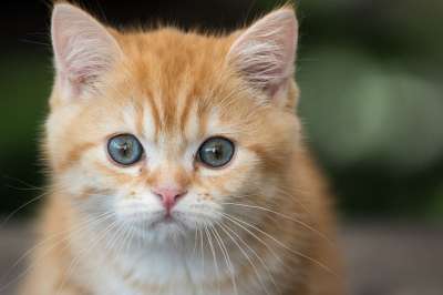 动物 猫 猫科动物 哺乳动物 宠物 品种 小猫 英国短毛猫