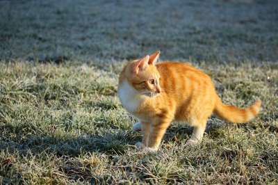 猫 小猫 鲭鱼 红虎斑 红猫 霜 冬天 草 大花猫