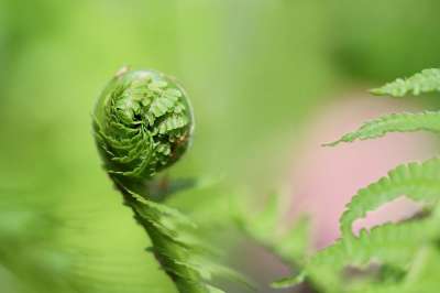 蕨类 豆芽 蕨叶 生长 展开 卷起来 自然 绿色 春天 植物