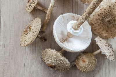 Macrolepiota Procera 阳伞 收集 食物 成分 木头