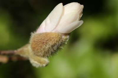 花 玉兰 星玉兰 芽 花瓣 开花 盛开 春天 植物学 生长