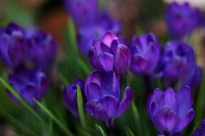 藏红花 春天 蓝色 鲜花 紫色 花园 Frühlingsanfang