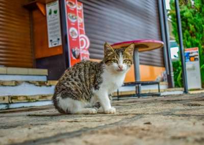猫 迷路 街道 户外的 动物 可爱的 小猫 基蒂 看着 好奇的