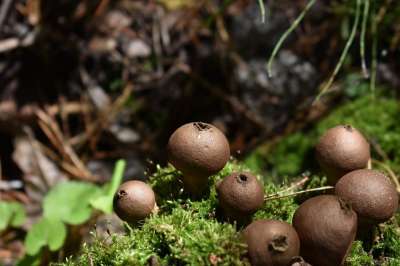 蘑菇 毒菌 菌类 苔藓 自然 森林 荒野 特写