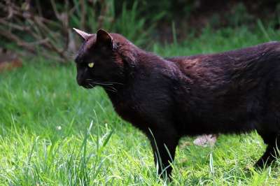 猫 草 黑猫 花园 草地 猫科动物 动物 宠物 流浪猫 户外