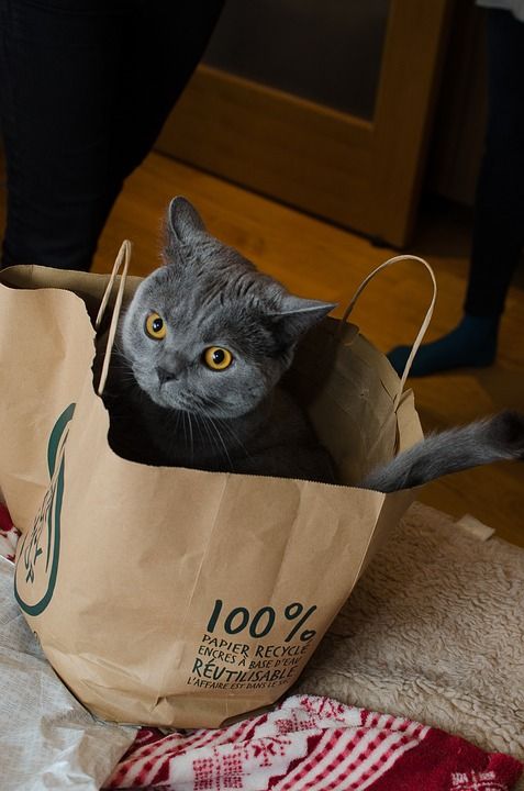 动物 猫 会思考的猫 灰猫 美丽的猫 神秘的猫 棕色的思想 布朗想
