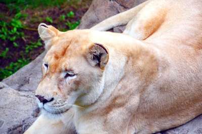 狮子 母狮 非洲 苹果浏览器 狮子女性 大猫 捕食者 说谎 大华