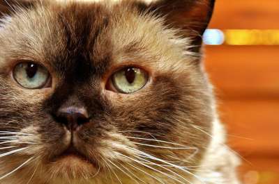 英国短毛猫 猫 野生动物 家猫 毛皮 动物 家畜 纯种 毛茸茸的