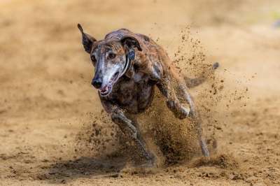 狗 犬类 种族 跑步 赛狗 比赛路线 打猎 猎犬 匆忙