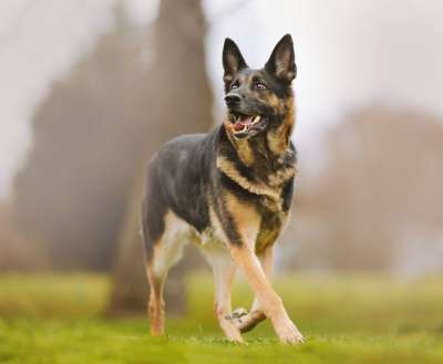 德国牧羊犬 狗 步行 播放 玩耍 宠物 动物 家犬 犬类 品种