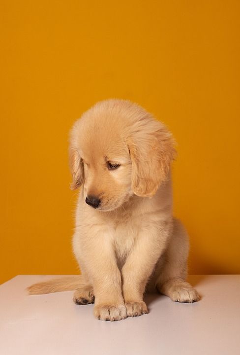 金的 猎犬 狗 小狗 宠物 动物 可爱的 棕色的小狗
