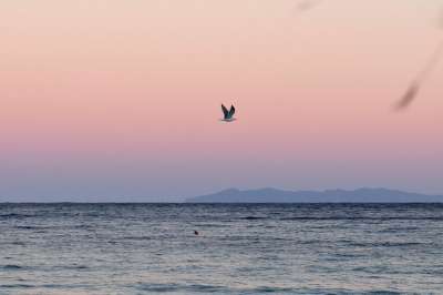 海 水 鸥 飞行 日出 夏天 海滩 假期 天堂 海岸 地平线
