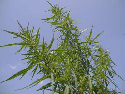 麻 药品 草本植物 药材 自然 工厂 Thc 绿色