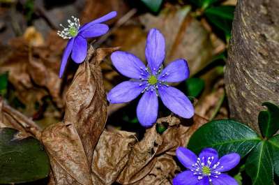 肝花 蓝色的 花 春天的花朵 森林 自然 关闭