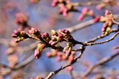 樱花 观赏樱桃 花枝 芽 分支 盛开 树 春天 开花