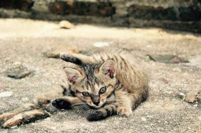 猫 小猫 猫宝宝 可爱的 家畜 家猫 动物 宿醉 幼兽