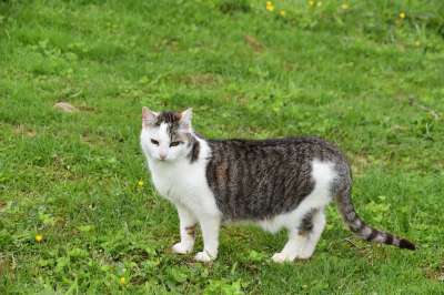 猫 猫科动物 胡同猫 捕食者 动物 猫肉桂 欧洲猫 条纹猫