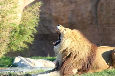 狮子 野猫 捕食者 鬃毛 野生 男性 食肉动物 动物 毛皮