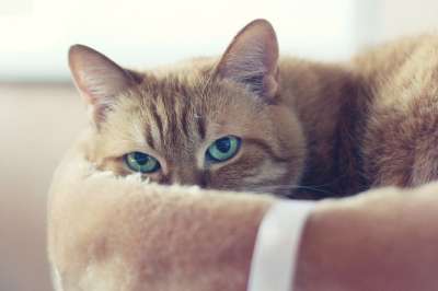 猫 红猫 小猫 可爱 毛皮 梦 眼睛 美容 动物