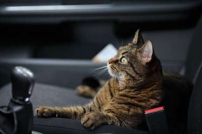 猫 车 动物 国内的 自然 捕食者 肖像 旅行 乘客 运输