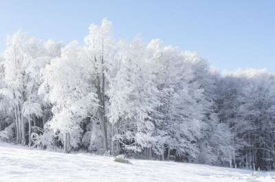 冬天 树木 雪 冻结 山 景观 森林 冬季森林 林地 霜
