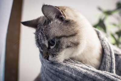 猫 小猫 猫科动物 毛茸茸 动物 毛皮