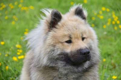 狗 肖像狗Eurasier Eurasier 吉祥物