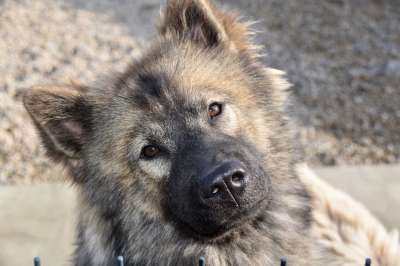 狗 年轻的狗 狗Eurasier 婊子Plinn-蓝色 狗肖像 纯种狗