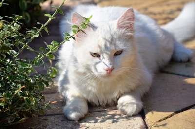 白色猫咪 猫 白色的动物 宠物