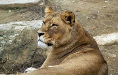狮子 母狮 大猫 细心 捕食者