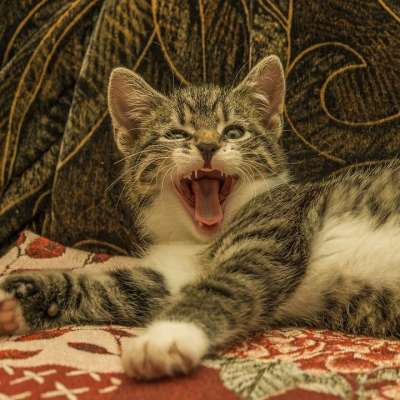 宿醉 小的 鲭鱼 小猫 家猫 家畜 可爱的 猫 猫宝宝 打呵欠