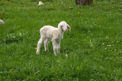 羊肉 春天 草地 羊 可爱的 幼兽 小的