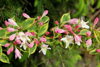 Krzewuszka Variegata 灌木 华丽的 粉红色的花朵 图