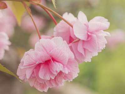 樱花 树开花 春天 春季觉醒 盛开 开花 花 花枝 粉色的