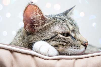 猫 虎斑猫 头 宠物 动物 国内的猫 猫科动物 哺乳动物 可爱的